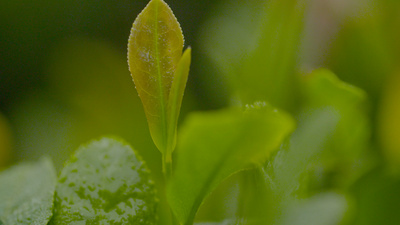 春天实拍视频素材1080P春天茶园摘茶茶场植物叶子实拍
