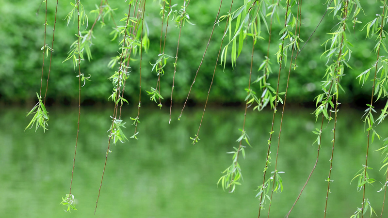 4k自然风景水面的垂柳随风飘动视频特效素材-千库网