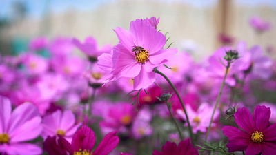 4K春暖花开自然花草蜜蜂在采花蜜春天风光