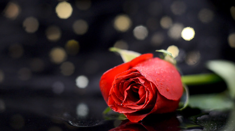 实拍1080p音乐光斑律动红玫瑰浪漫氛围意境空镜