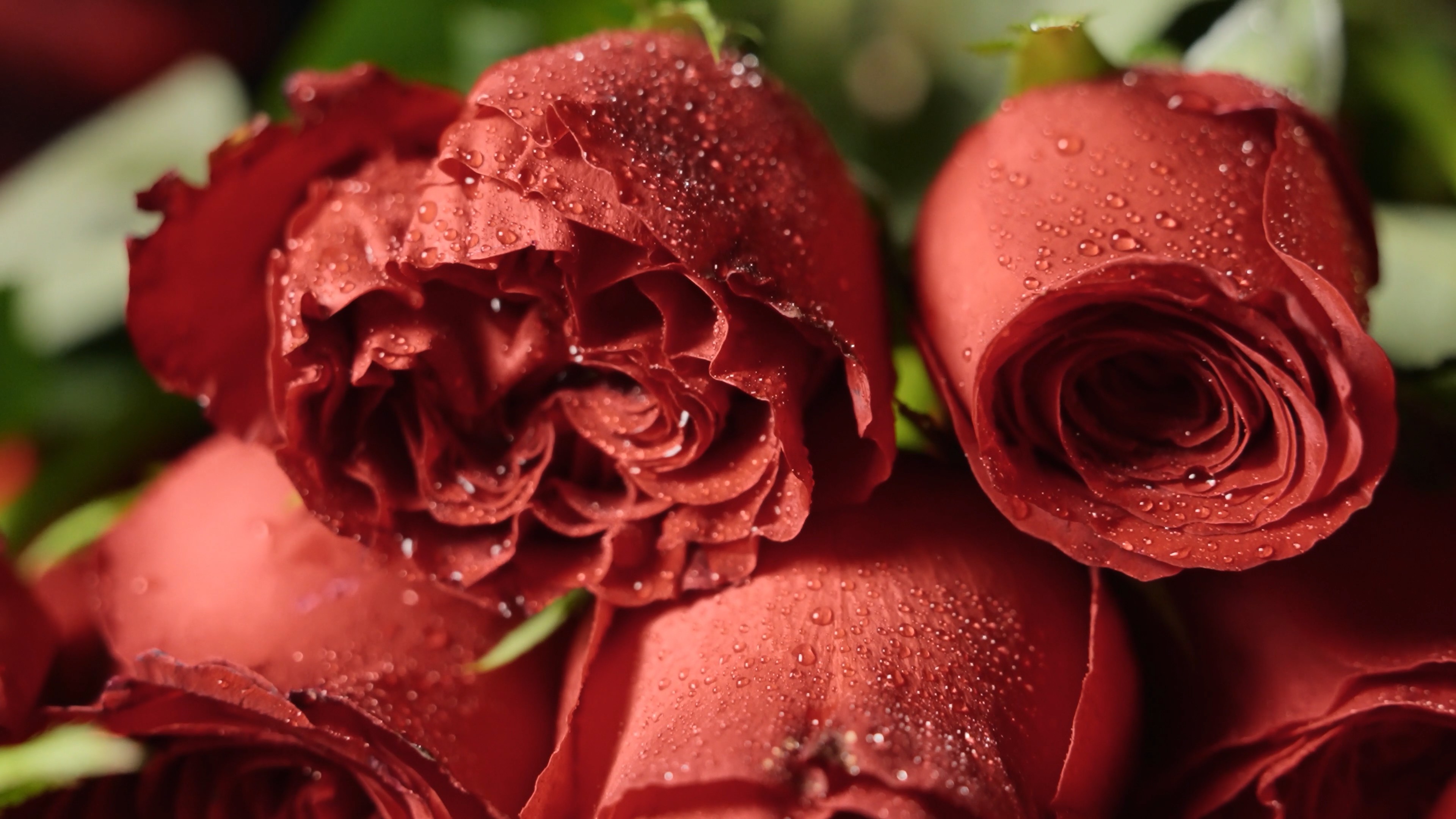 高清晰植物爱情之花-红玫瑰图片壁纸