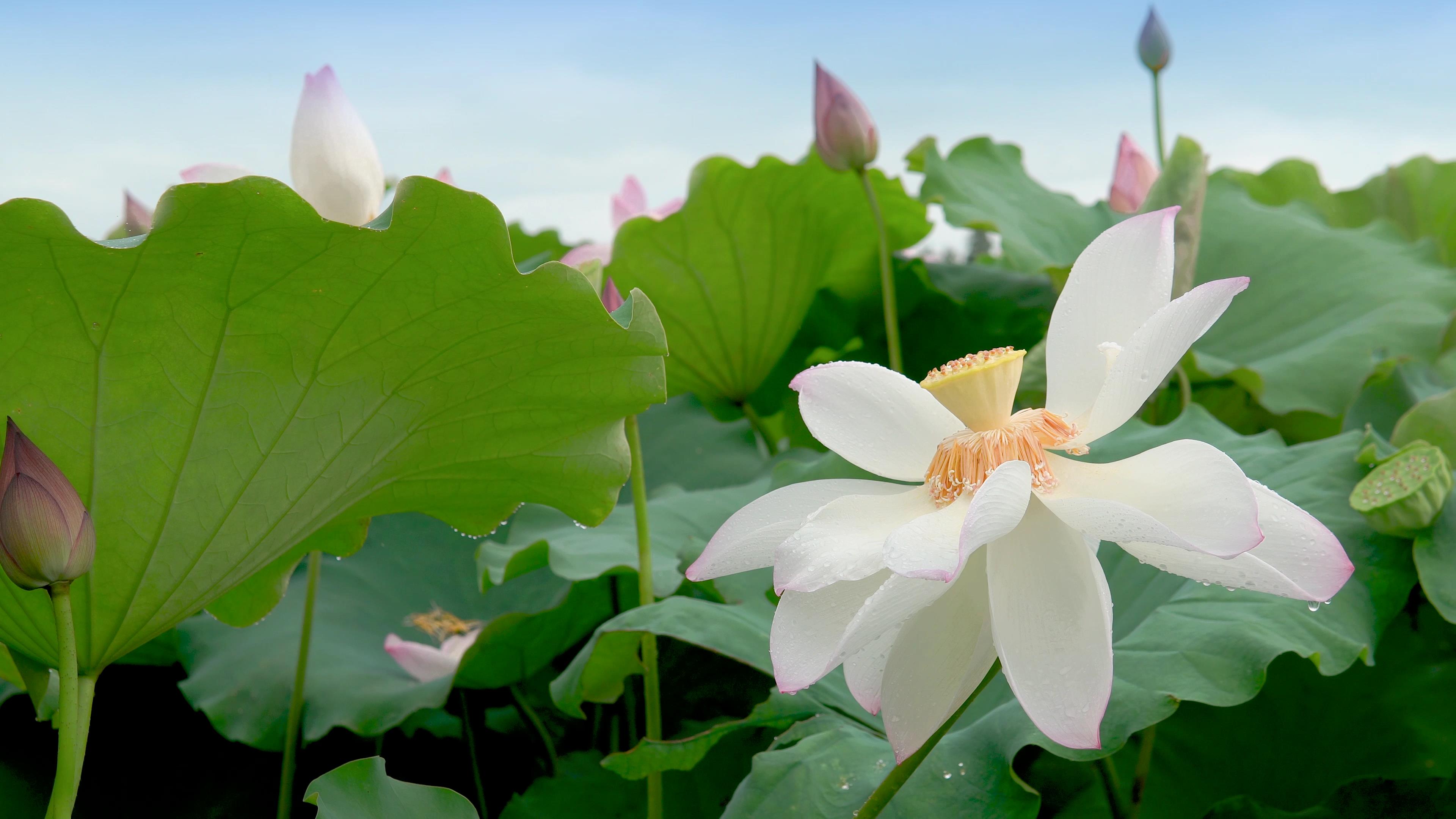 4k实拍白莲花荷花盛开莲台外露视频素材