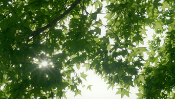 4K大自然风景树叶树梢太阳空镜头