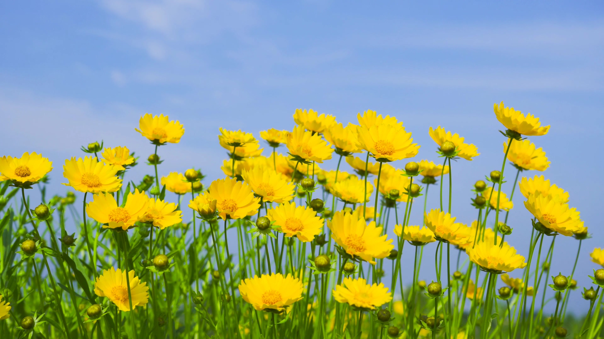 4k实拍蓝天背景金鸡菊唯美夏季花朵