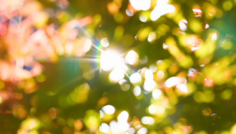 4k实拍唯美夏日阳光透射树叶意境空镜头