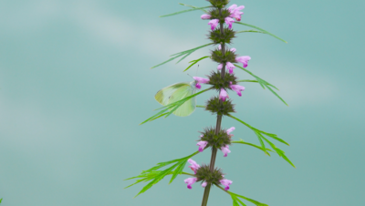 春天实拍视频素材4K实拍花丛中的白蝴蝶飞舞自然风景
