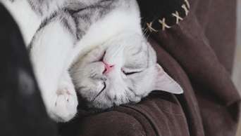 4K宠物猫动作睡觉可爱生活空镜头