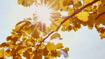 4K拍摄秋天树叶透光意境