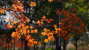 秋天黄枫叶红枫唯美透光意境风景视频4k