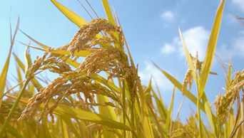秋天成熟的稻子稻穗饱满金黄实拍视频1080