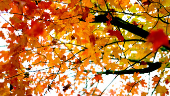 唯美仰拍秋天红枫叶落叶飘落升格视频慢镜头1080