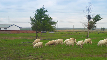 4K农村家禽羊群绵羊养殖实拍