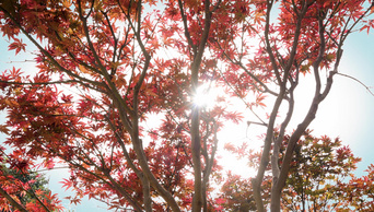 4k实拍秋天红枫叶透光暖色氛围意境视频