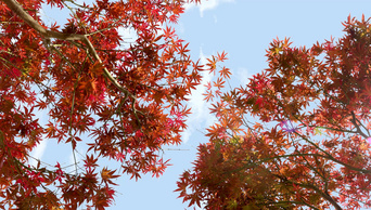 4K实拍秋天红色枫叶树干风光意境空镜头