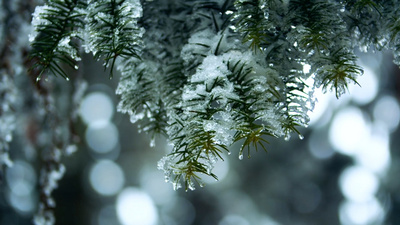 冬天雪中雾凇雪松实拍视频1080