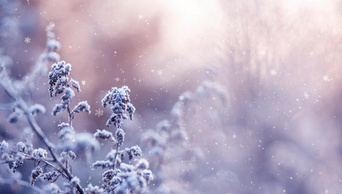 原创二十四节气冬季植物视频冬天冬季下雪动态背景AE模板