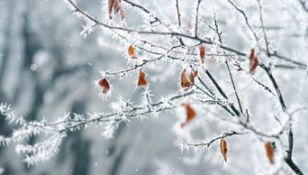 原创大气唯美冬季雪景雪树视频下雪冬季动态冬天背景AE模板