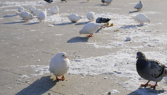 4K雪地冰面鸽子动物冬天