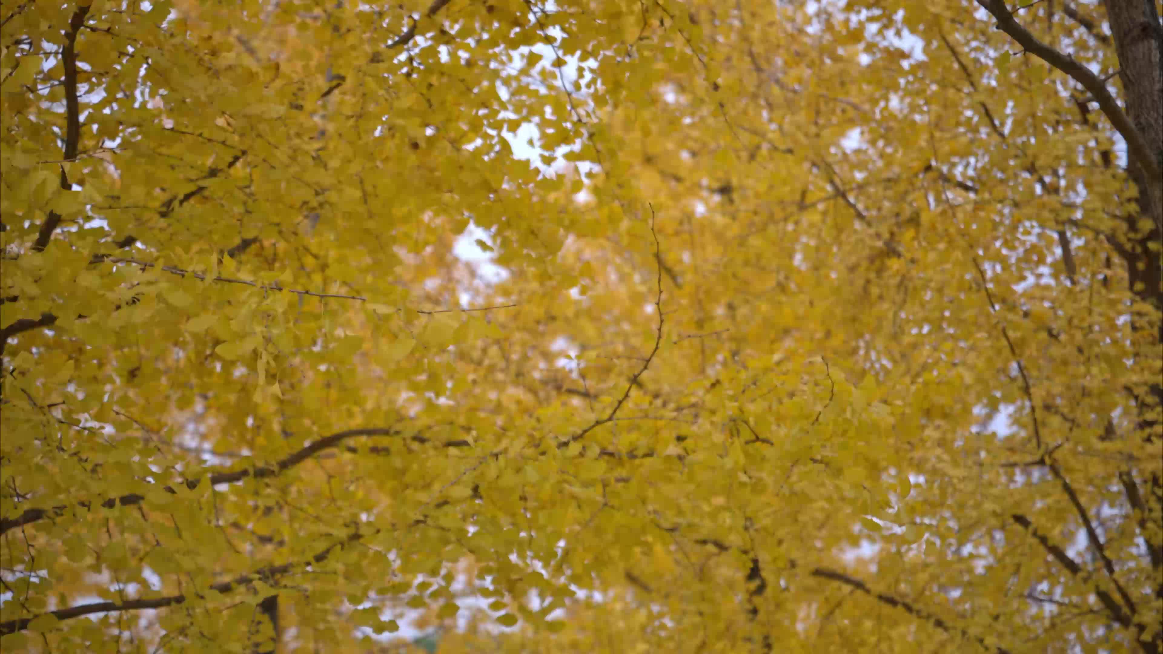 4K高清银杏实拍视频视频特效素材-千库网