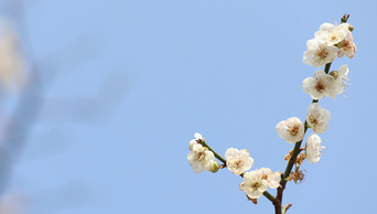 4k春天晴朗蓝天下的白梅朵朵盛开实拍视频