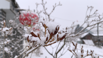 4K实拍东北下雪雪天枝头落雪意境空镜头