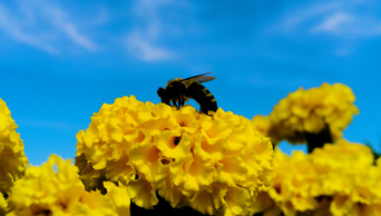 4k拍摄春天花开蜜蜂采蜜风景空镜