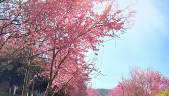 4K春天温暖樱花开花阳光斑驳树影慢镜头