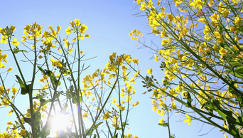 4K实拍春天清新唯美的阳光照射油菜花