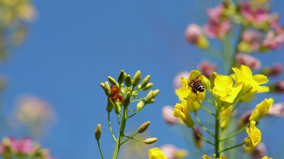 4K实拍春天油菜花小蜜蜂