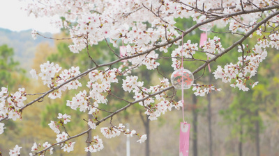 4K实拍春天风景花朵樱花季唯美樱花风铃
