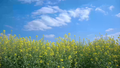 冬天转春天实拍视频素材8K重庆潼南春天油菜花实拍