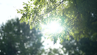 2K夏天夏日风景唯美风光蓝天树叶阳光光晕