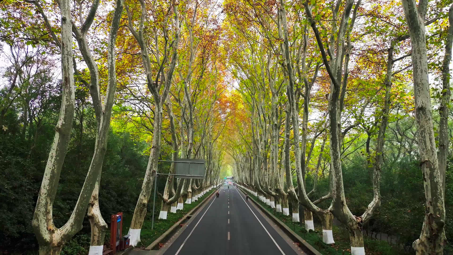 4K航拍南京秋景中山陵陵园路梧桐大道秋景视频特效素材-千库网