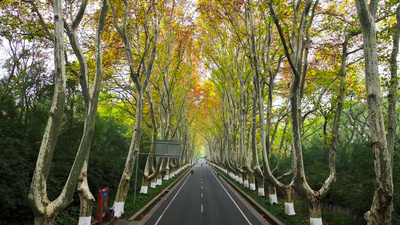 4K航拍南京秋景中山陵陵园路梧桐大道秋景