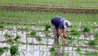 实拍8课水稻人工种植