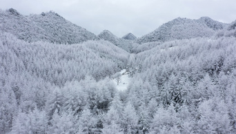 4K高山树林上积满了雪雪景航拍视频