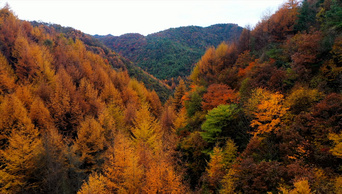  4K实拍秋天的景色深林秋景航拍视频