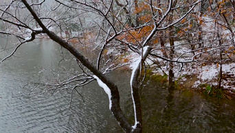 1080P高清实拍冬季下雪雪景雪花