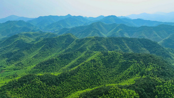 4K航拍高山竹海森林巍峨山脉