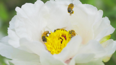 4K实拍立春春天春暖花开芍药蜜蜂采花视频