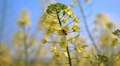 春天油菜花蜜蜂微距特写视频