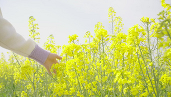 春天唯美空镜花朵实拍视频1080