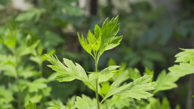 4K实拍清明节春季植物艾草视频素材
