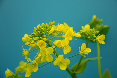 延时摄影油菜花开春天视频实拍