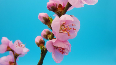 1080春暖花开桃花延时摄影实拍视频素材