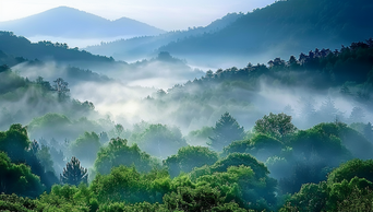 阳光下的森林树林云雾自然风景AI视频