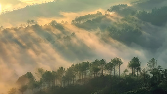 阳光下的森林树林光线云雾自然风景AI视频素材