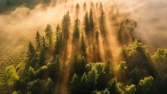 航拍阳光下的森林逆光树林丁达尔效应AI视频素材