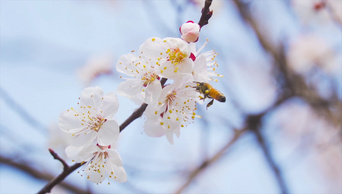 4K实拍春天唯美花朵杏花蜜蜂采花视频