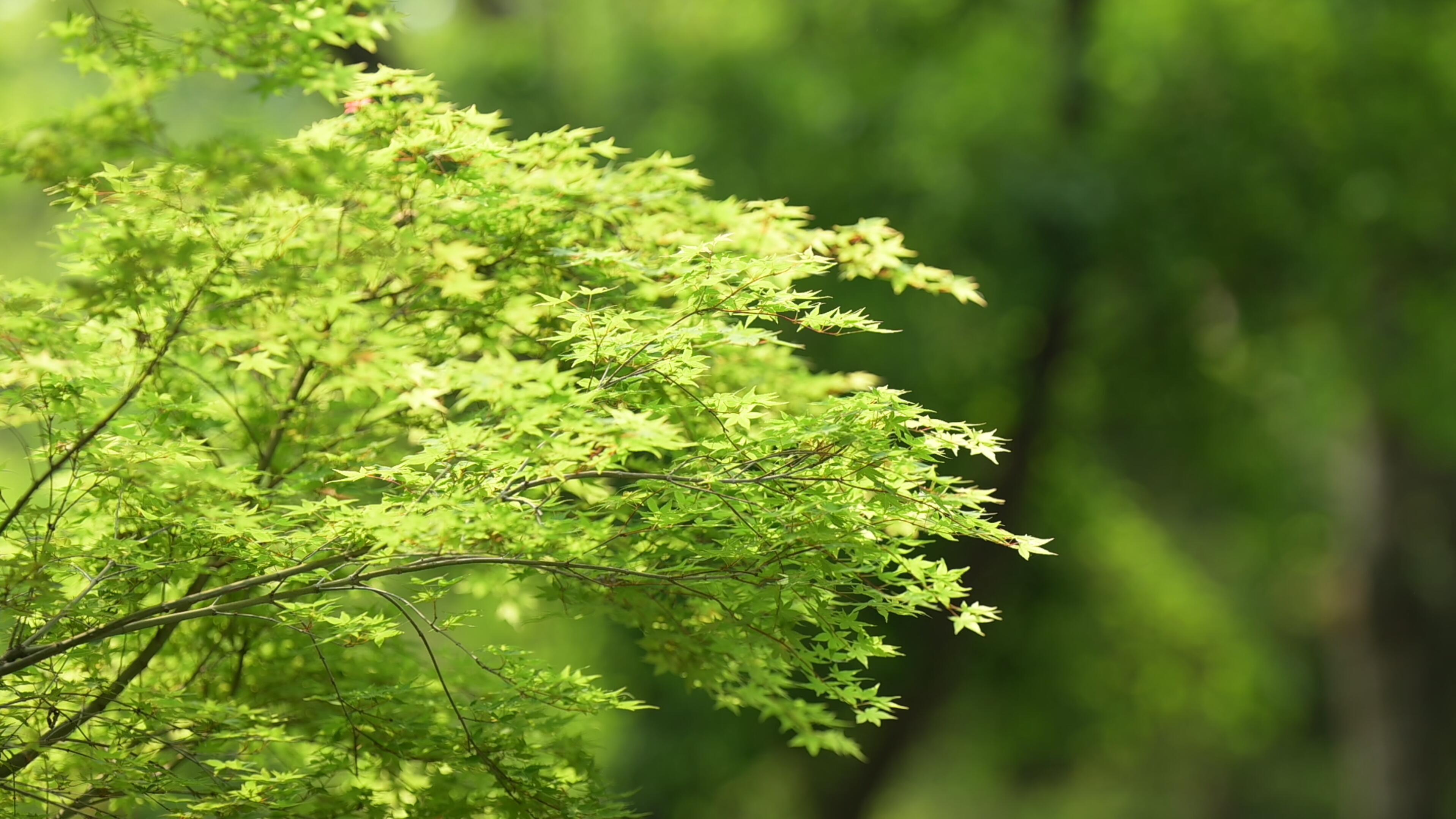 重庆鹅岭公园植物空镜素材视频视频特效素材